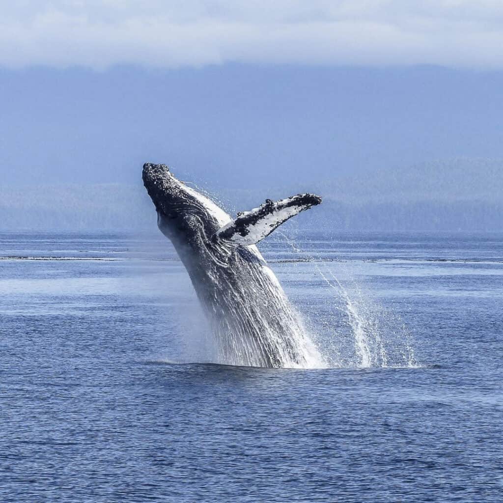 Bucekt list in Sao Miguel Azoeres - Whale Whatching. Whale jumping out of the sea in the Atlanctic ocean
