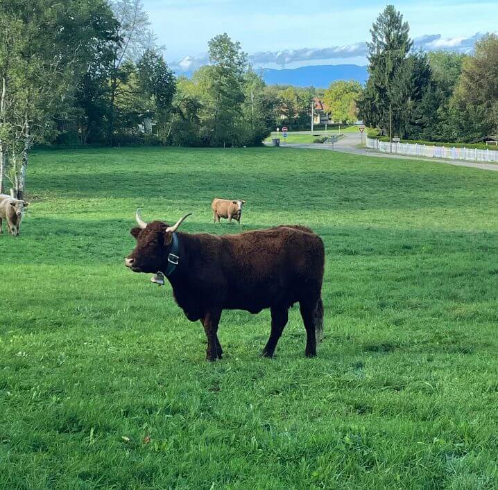 Cow in green grass with Swiss mountain backdrop